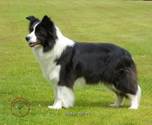 Border Collie 9R071D-059.JPG